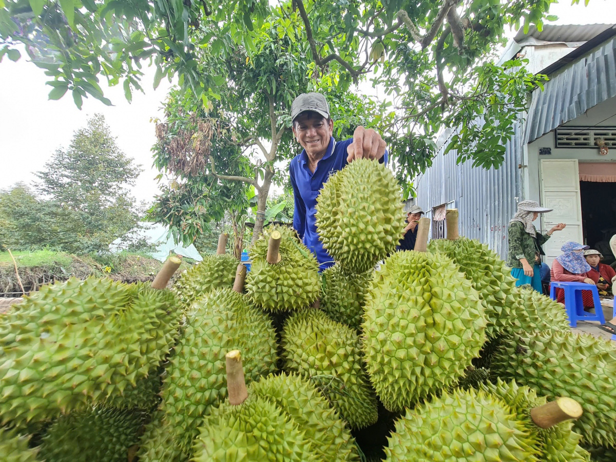 gia cay sau rieng giong tang manh do cung khong du cau hinh anh 2